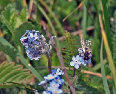 Прикрепленное изображение: zflDSCF8464.jpg